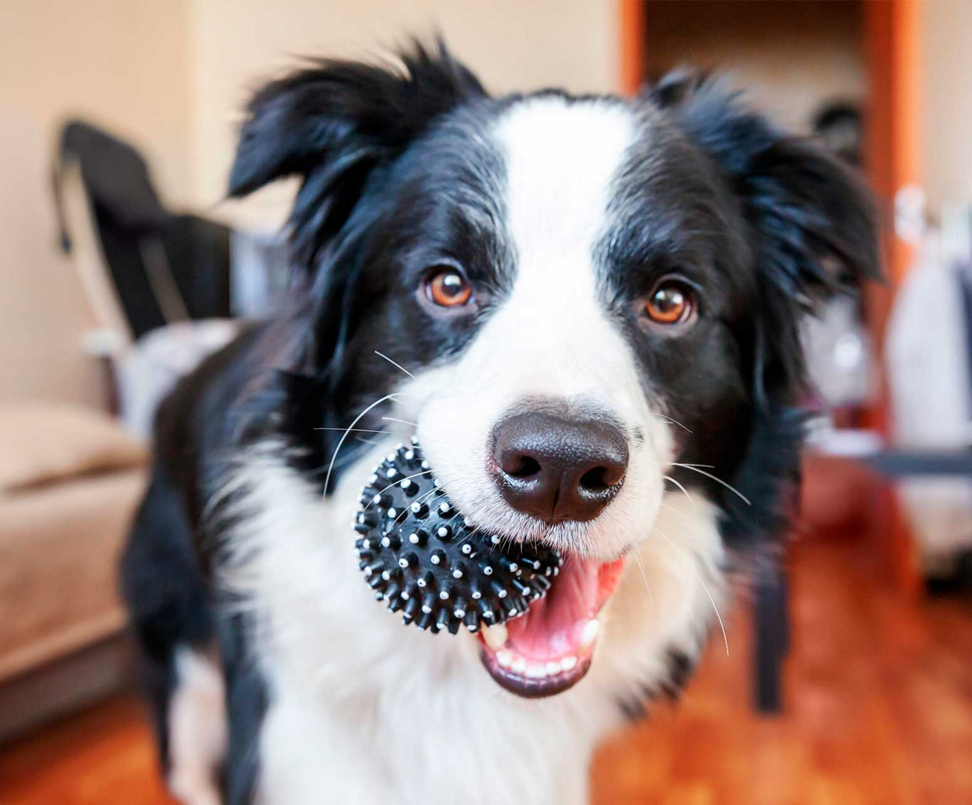 Schützen Sie Ihren Hund bei Bränden